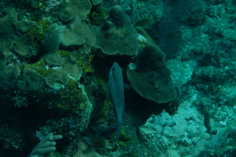 Redband parrotfish (Sparisoma aurofrenatum)