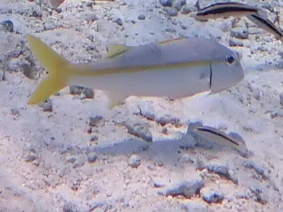 Yellow goatfish (Mulloidichthys martinicus)