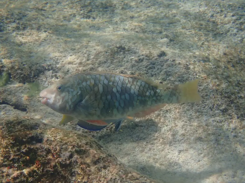 Yellowtail parrotfish (Sparisoma rubripinne)