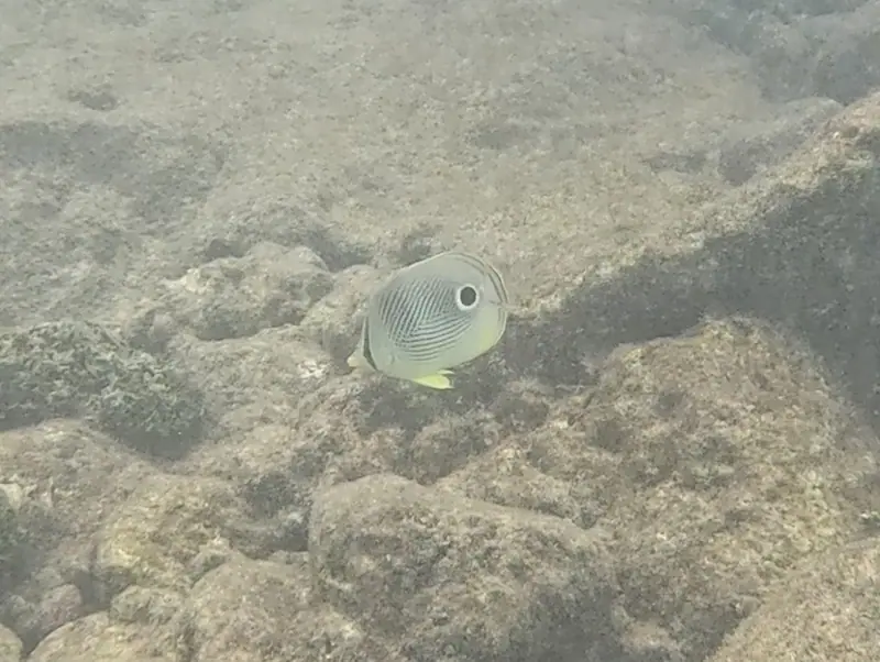 Four-eyed butterflyfish (Chaetodon capistratus)