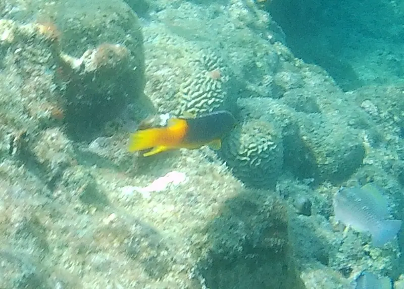 Spanish hogfish (Bodianus rufus)