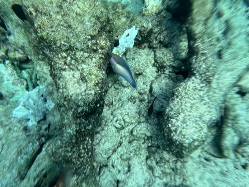 Princess parrotfish (Scarus taeniopterus)