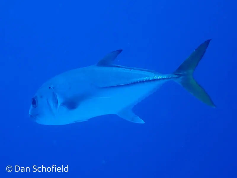 Horse-eye jack (Caranx latus)