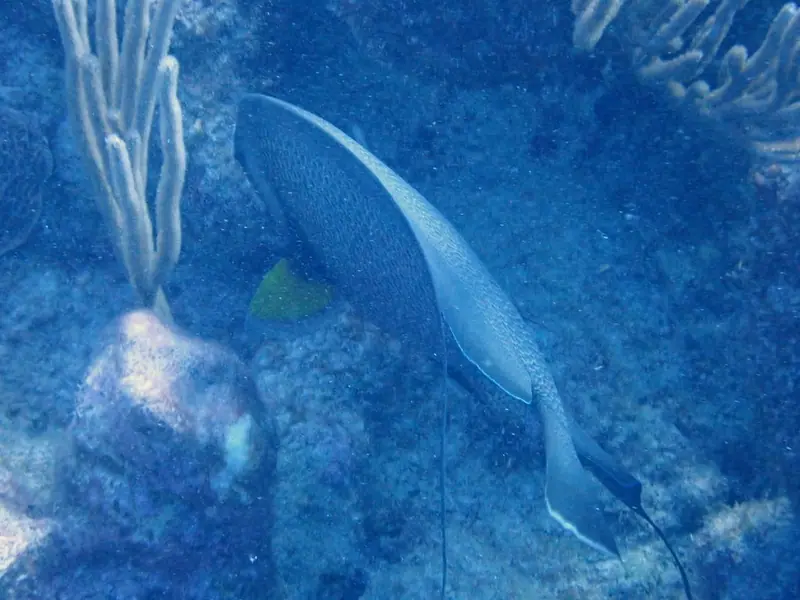 Grey angelfish (Pomacanthus arcuatus)
