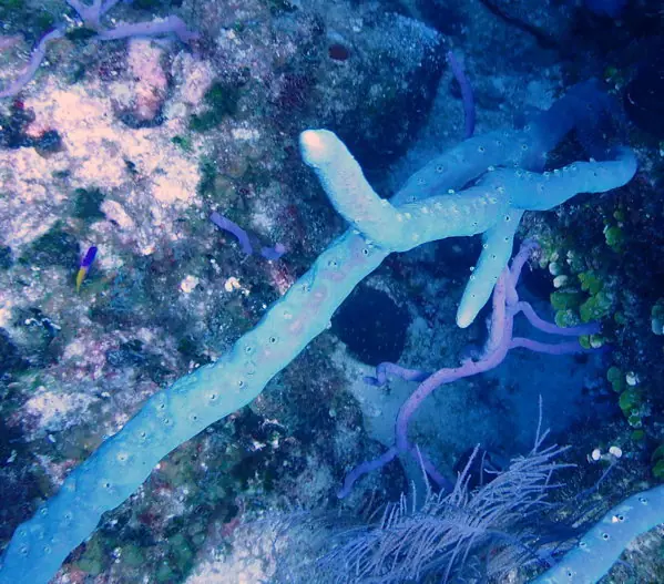 Row pore rope sponge (Aplysina cauliformis)