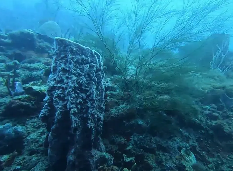 Giant barrel sponge (Xestospongia muta)