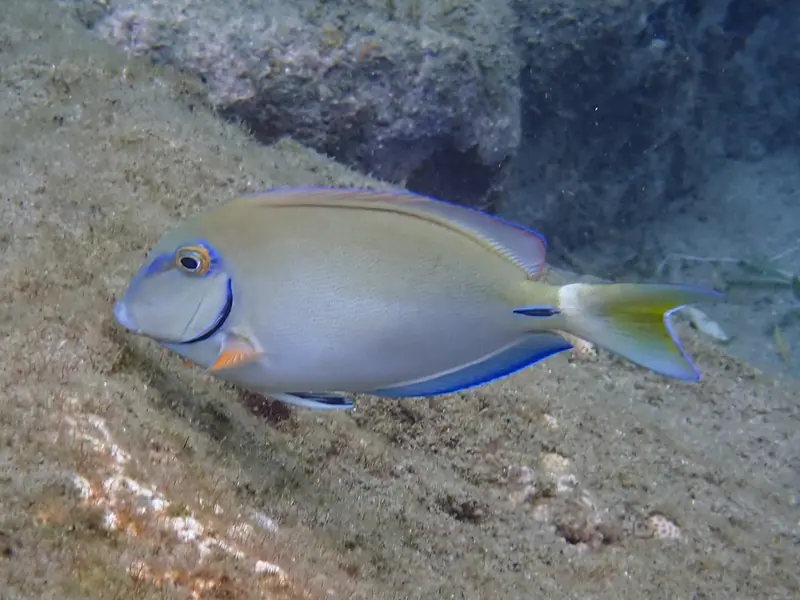 Caribbean ocean surgeonfish (Acanthurus tractus)