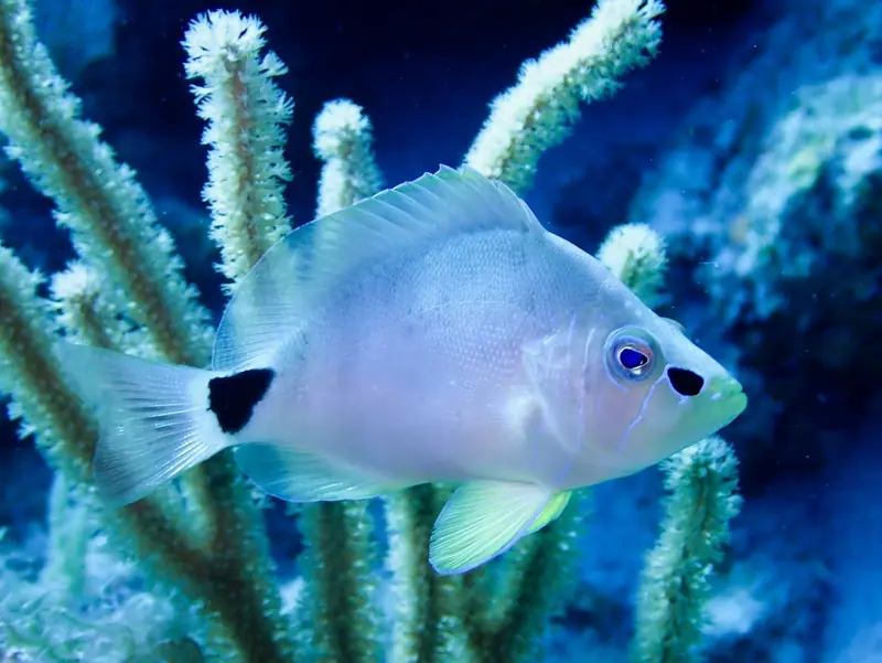 Butter hamlet (Hypoplectrus unicolor)