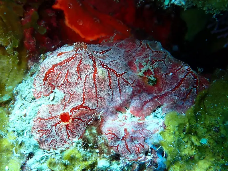Monanchora arbuscula (Monanchora arbuscula)