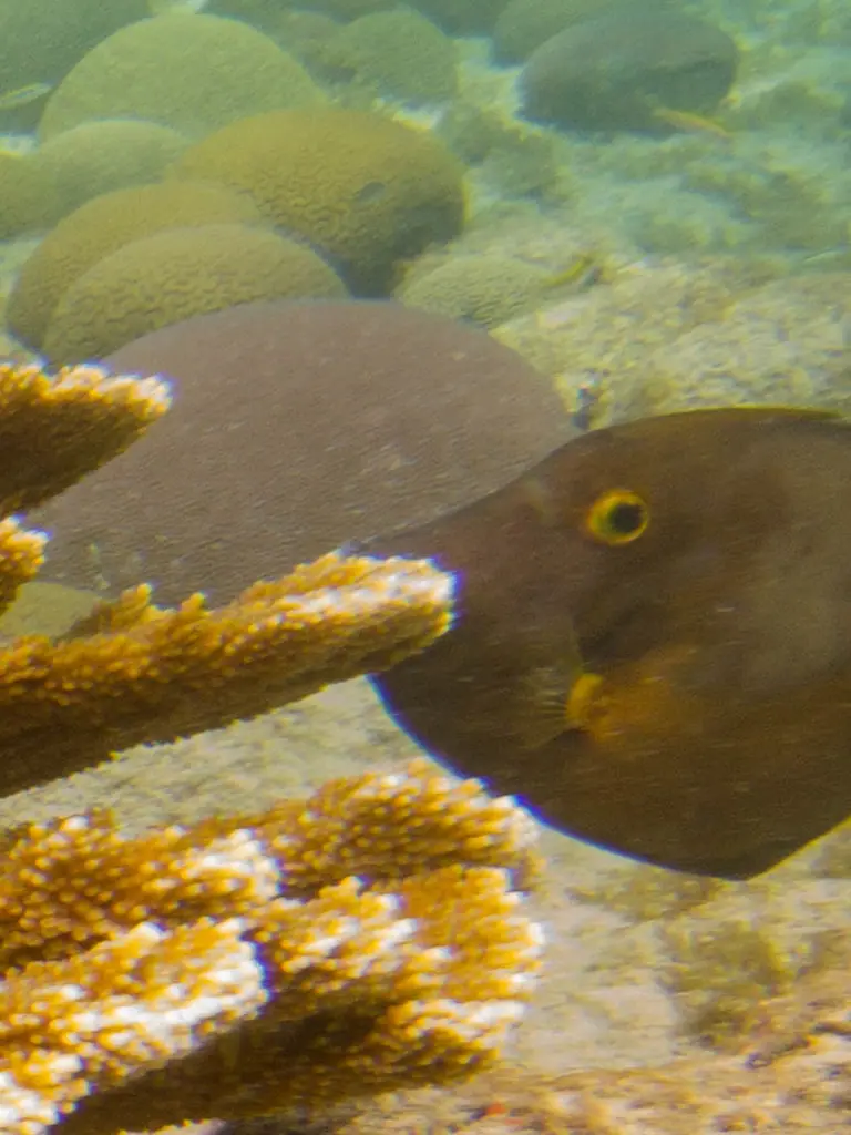 Whitespotted filefish (Cantherhines macrocerus)