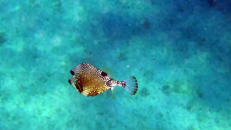 Smooth trunkfish (Lactophrys triqueter)