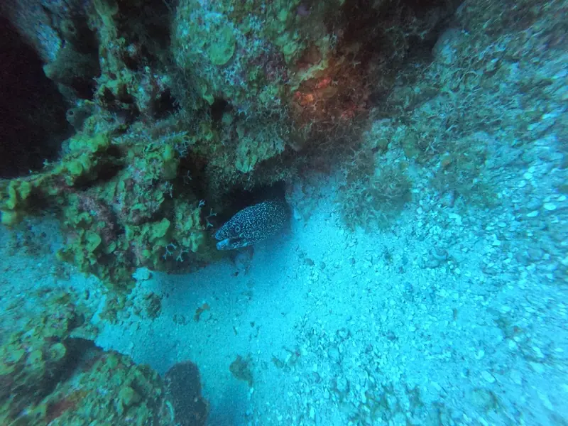 Spotted moray (Gymnothorax moringa)