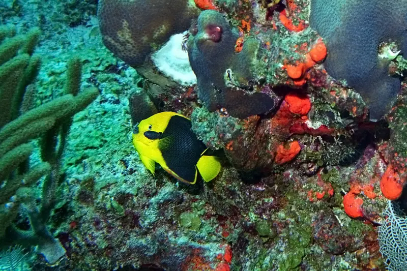 Rock beauty (Holacanthus tricolor)