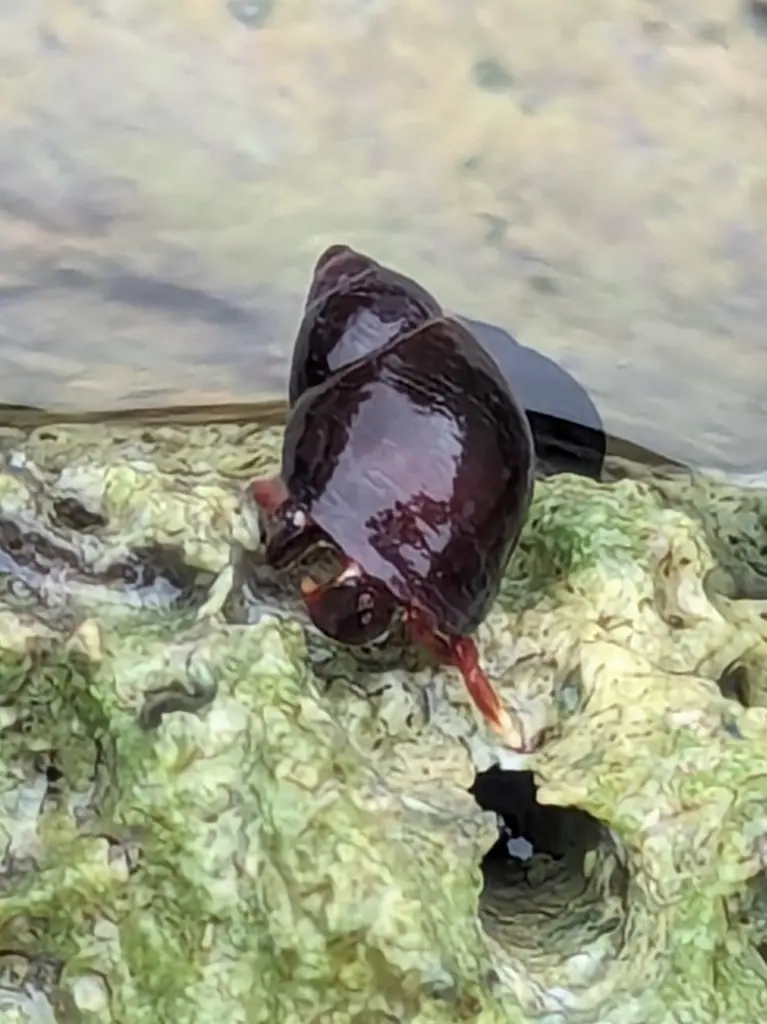Orangeclaw hermit crab (Calcinus tibicen)