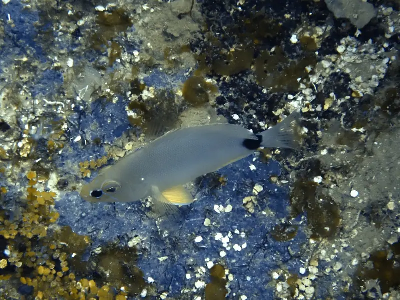 Butter hamlet (Hypoplectrus unicolor)