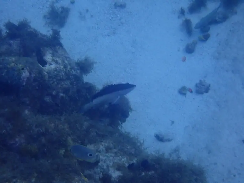 Coney (Cephalopholis fulva)
