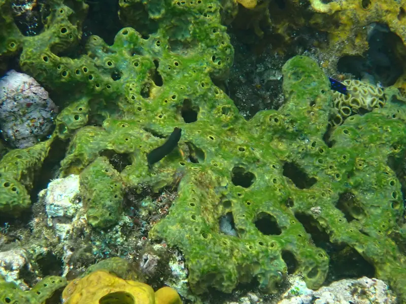 Pitted sponge (Verongula rigida)