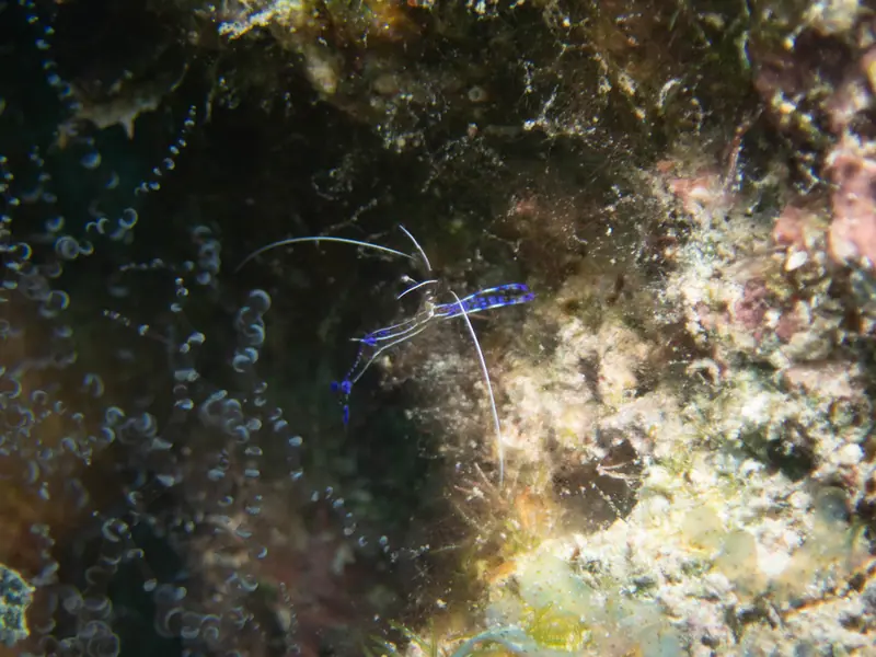 Pederson cleaner shrimp (Ancylomenes pedersoni)