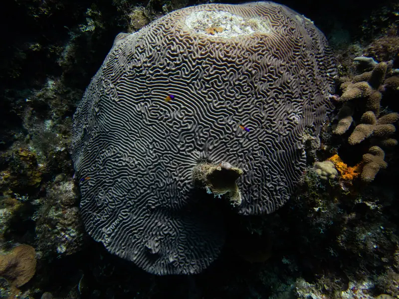 Symmetrical brain coral (Pseudodiploria strigosa)