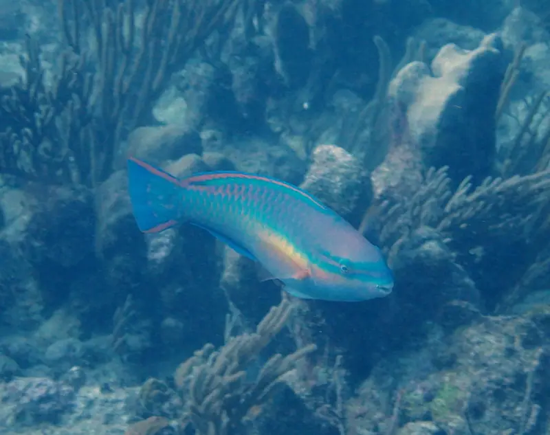 Princess parrotfish (Scarus taeniopterus)
