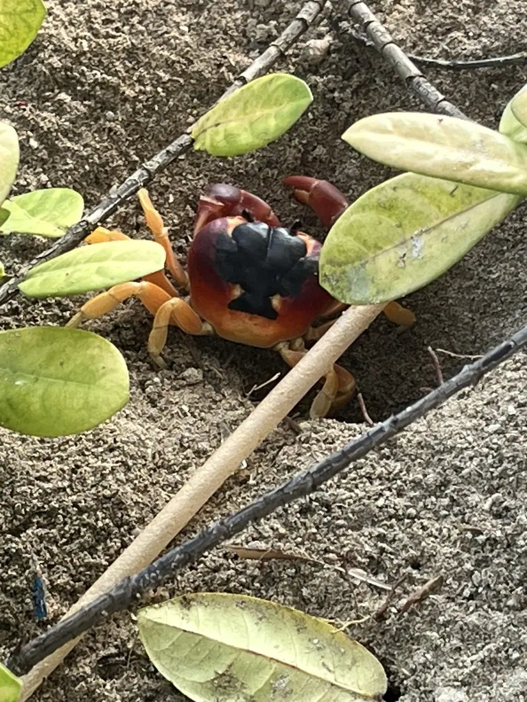 Blackback land crab (Hartnollius lateralis)