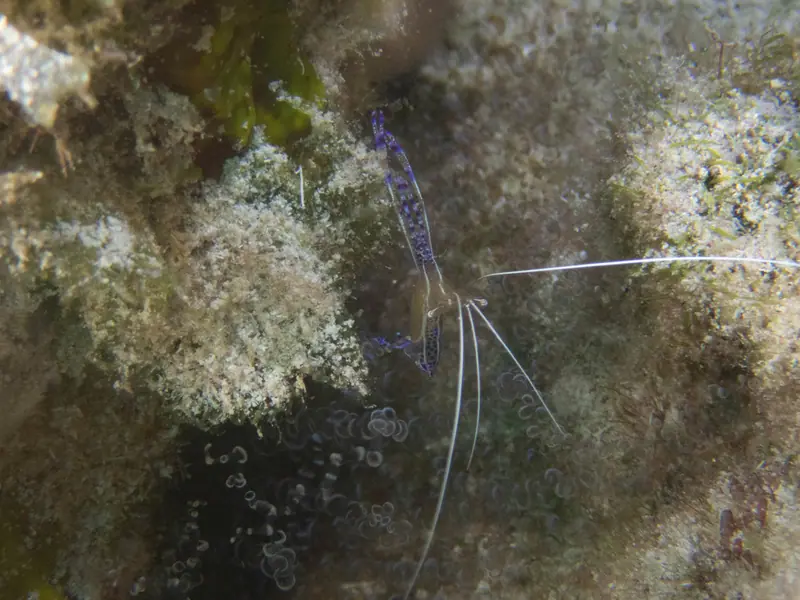 Pederson cleaner shrimp (Ancylomenes pedersoni)
