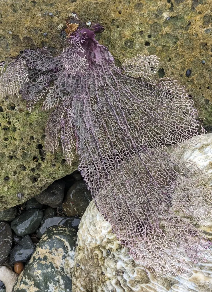 Purple sea fan (Gorgonia ventalina)