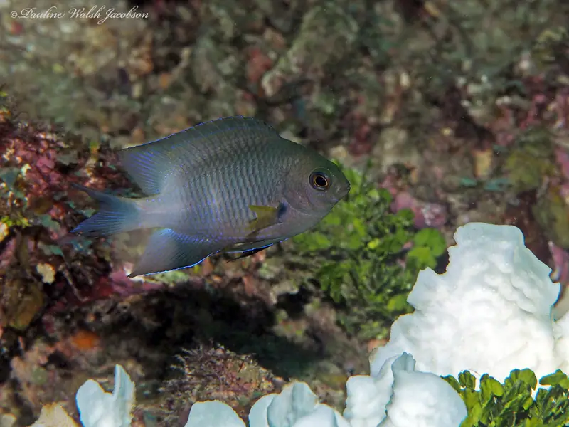 Bicolor damselfish (Stegastes partitus)