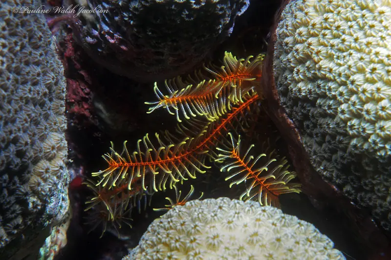 Golden crinoid (Davidaster rubiginosus)