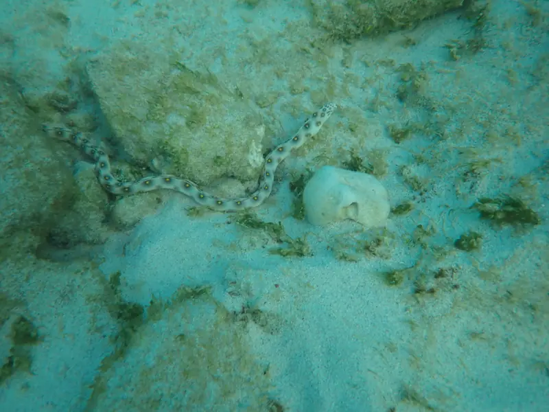 Goldspotted eel (Myrichthys ocellatus)