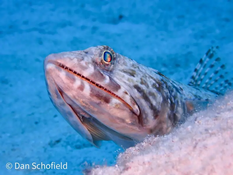 Sand diver (Synodus intermedius)