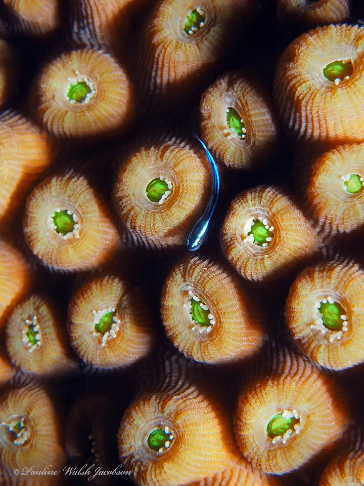 Greater star coral (Montastraea cavernosa)