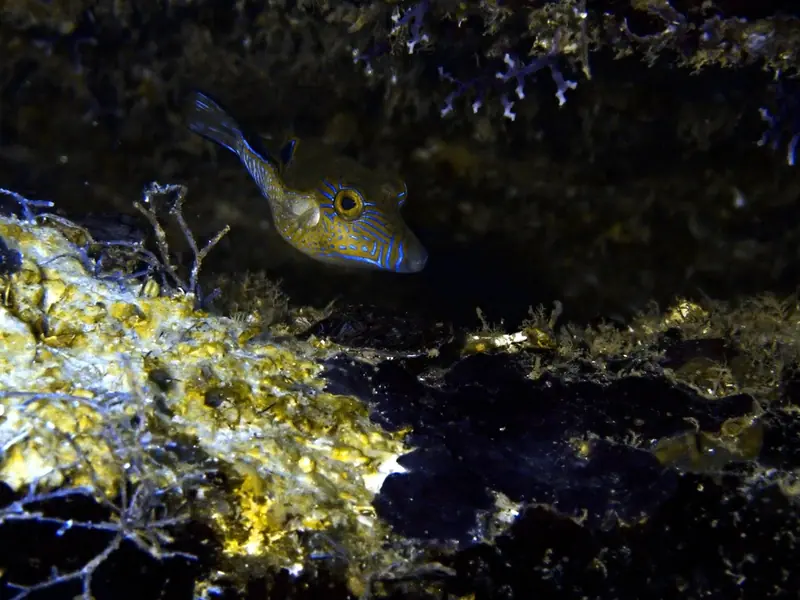 Caribbean sharpnose puffer (Canthigaster rostrata)