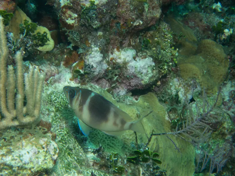 Barred hamlet (Hypoplectrus puella)