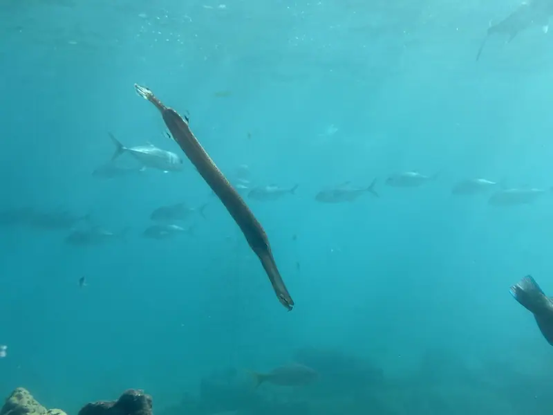 Western atlantic trumpetfish (Aulostomus maculatus)