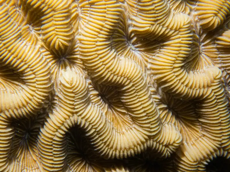 Boulder brain coral (Colpophyllia natans)