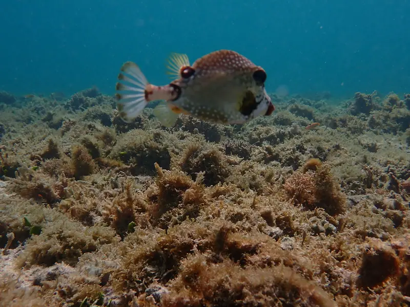 Smooth trunkfish (Lactophrys triqueter)