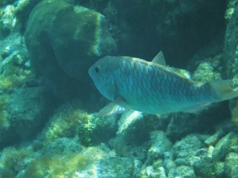 Yellowtail parrotfish (Sparisoma rubripinne)