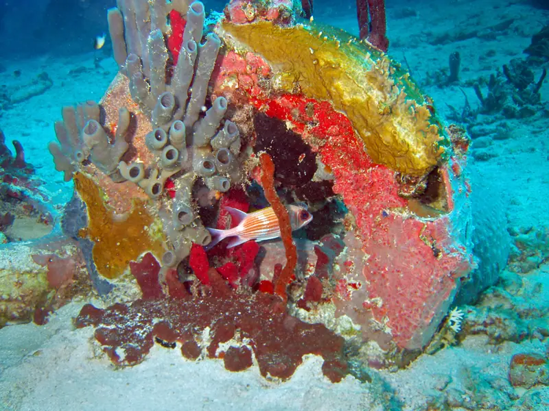 Squirrelfish (Holocentrus adscensionis)