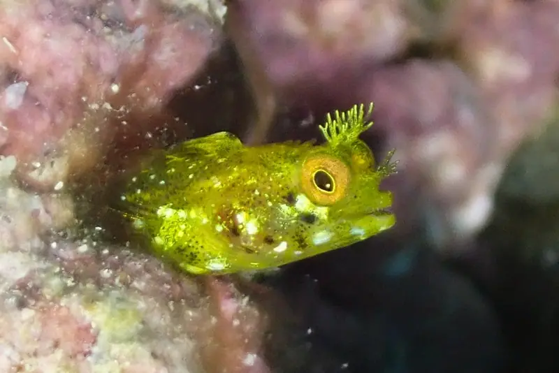 Roughhead blenny (Acanthemblemaria aspera)
