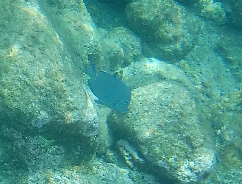 Atlantic blue tang (Acanthurus coeruleus)
