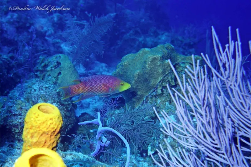 Spanish hogfish (Bodianus rufus)
