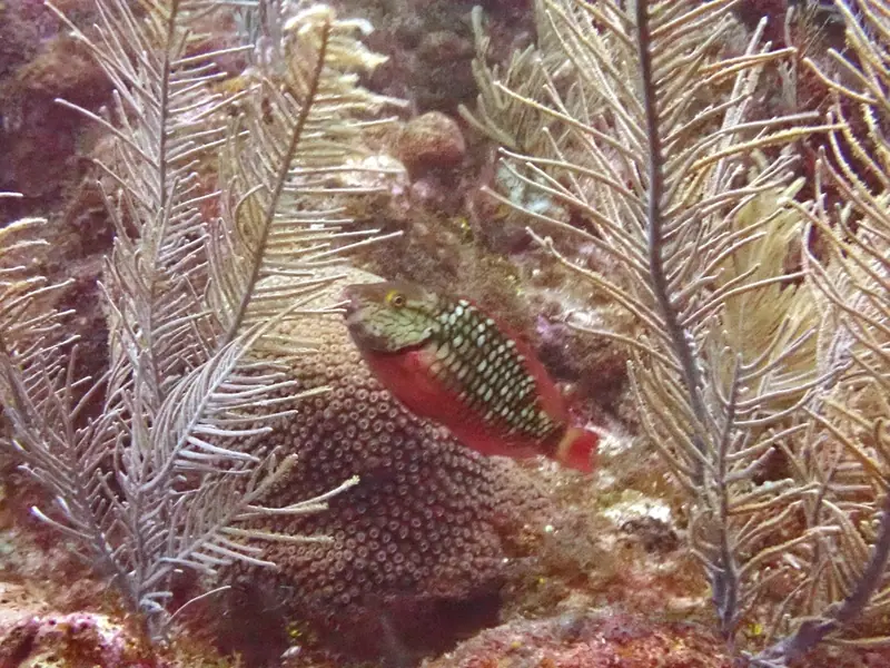 Stoplight parrotfish (Sparisoma viride)