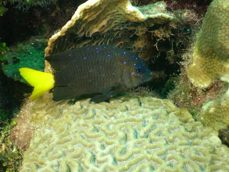 Yellowtail damselfish (Microspathodon chrysurus)