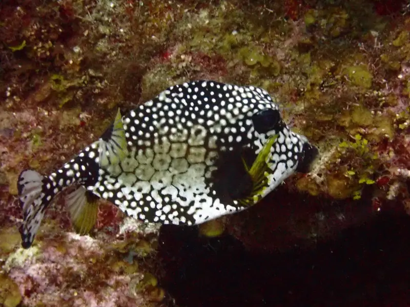 Smooth trunkfish (Lactophrys triqueter)