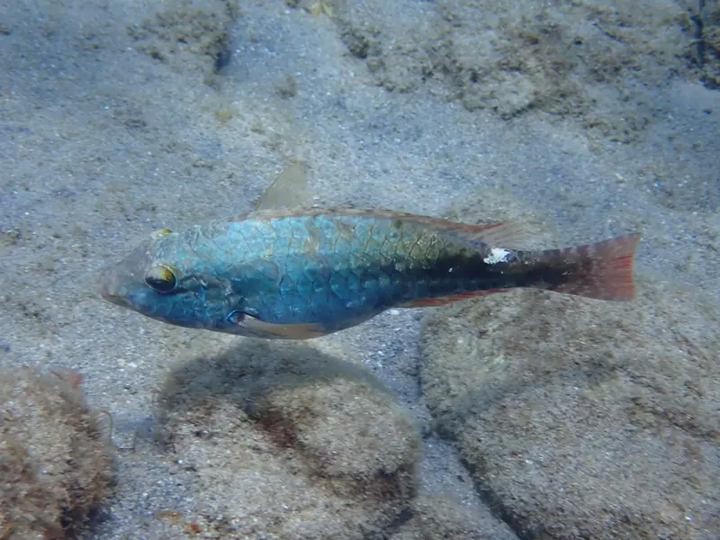 Redband parrotfish (Sparisoma aurofrenatum)