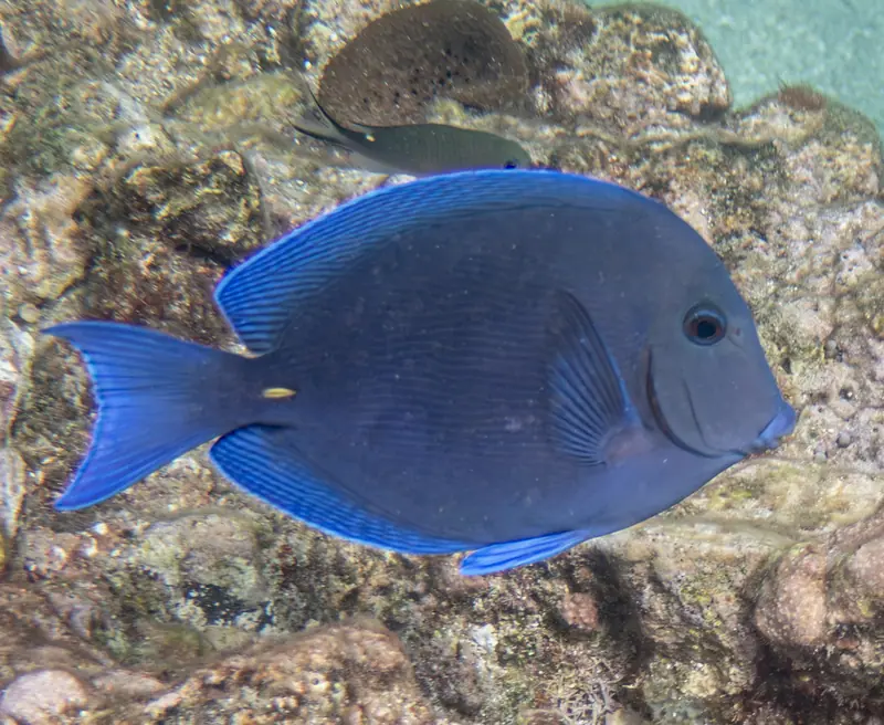 Atlantic blue tang (Acanthurus coeruleus)