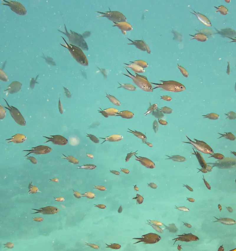Brown chromis (Azurina multilineata)