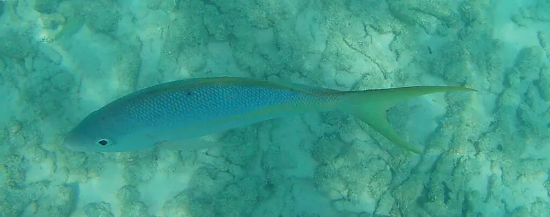 Yellowtail snapper (Ocyurus chrysurus)