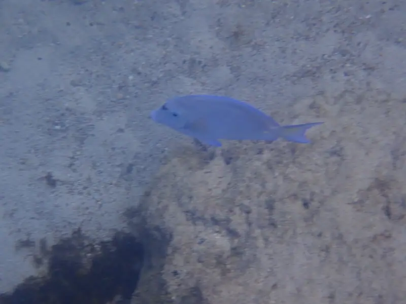 Atlantic blue tang (Acanthurus coeruleus)